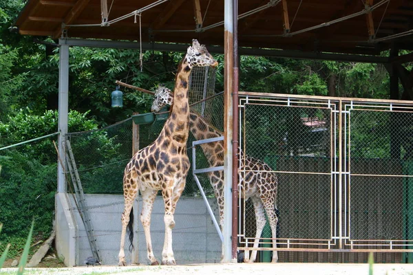 Giraffe Lives Zoo — Stock Photo, Image