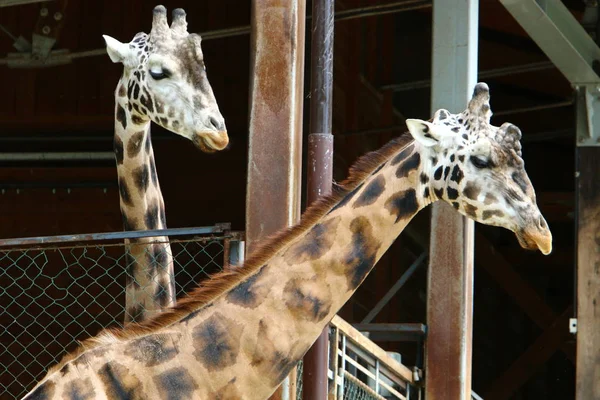 Hayvanat bahçesinde zürafa yaşıyor 