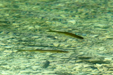 Lake Bled Alps Slovenya Triglav Ulusal Parkı'nın eteklerinde yer alır 