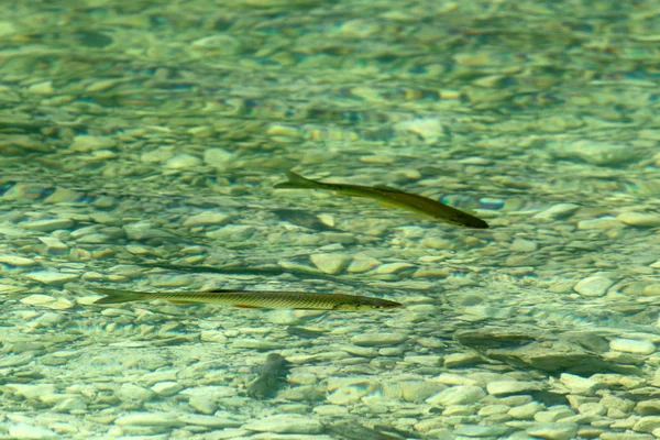 Lake Bled Alps Slovenya Triglav Ulusal Parkı'nın eteklerinde yer alır 