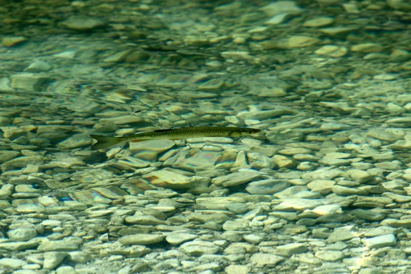 Lake Bled Alps Slovenya Triglav Ulusal Parkı'nın eteklerinde yer alır 