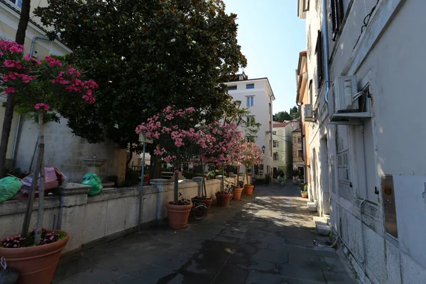 Piran City Slovenia Peninsula Istria Adriatic Coast — Stock Photo, Image