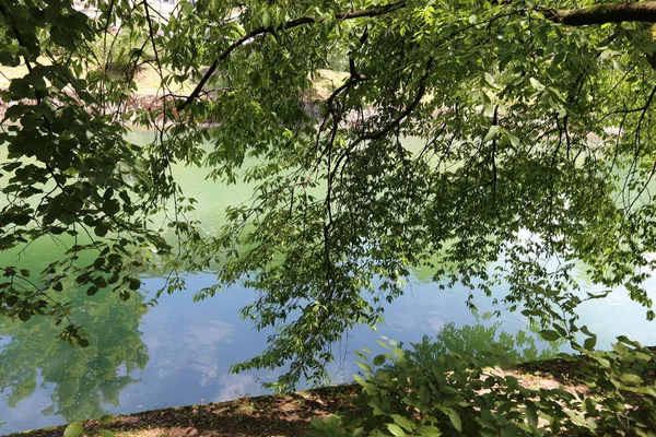 Merkezi Ljubljana, Slovenya başkenti Ljubljanica nehir akar 