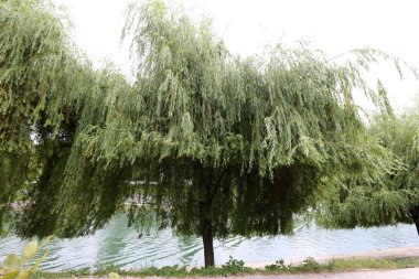 Merkezi Ljubljana, Slovenya başkenti Ljubljanica nehir akar 