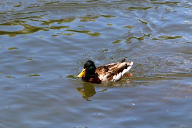 Merkezi Ljubljana, Slovenya başkenti Ljubljanica nehir akar 