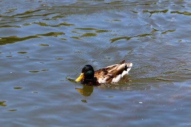 Merkezi Ljubljana, Slovenya başkenti Ljubljanica nehir akar 