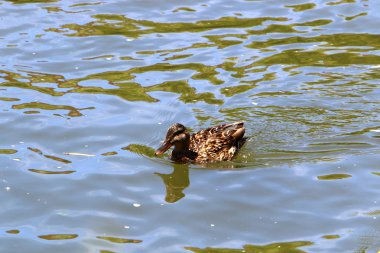 Merkezi Ljubljana, Slovenya başkenti Ljubljanica nehir akar 
