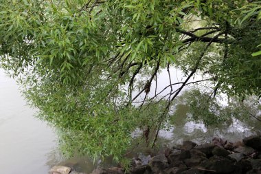 Viyana, Avusturya başkenti eski tuna 