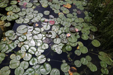 Viyana, Avusturya başkenti eski tuna 