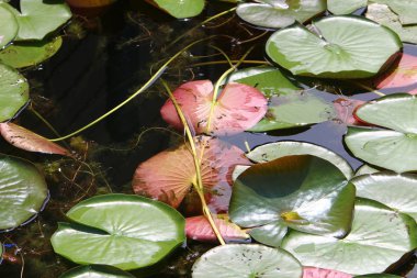 Viyana, Avusturya başkenti eski tuna 