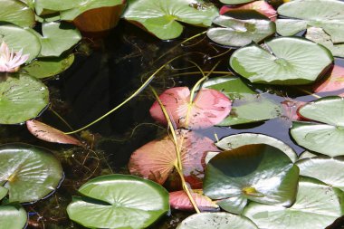 Viyana, Avusturya başkenti eski tuna 