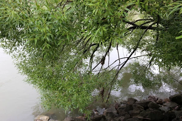 Viyana, Avusturya başkenti eski tuna 