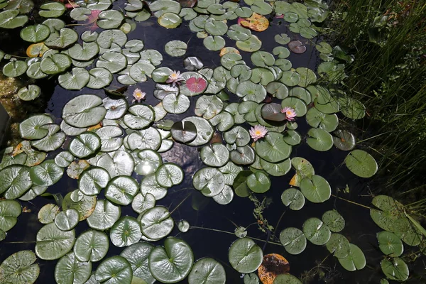 Viyana, Avusturya başkenti eski tuna 