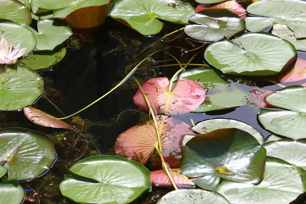 Viyana, Avusturya başkenti eski tuna 