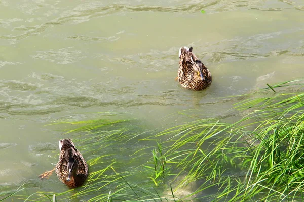 Boedapest Hoofdstad Van Hongarije Een Stad Aan Oevers Van Donau — Stockfoto