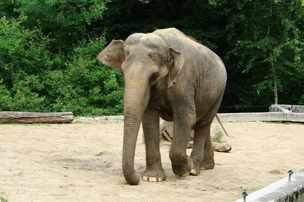 Gran Elefante Vive Zoológico Ciudad Liubliana Capital Eslovenia — Foto de Stock
