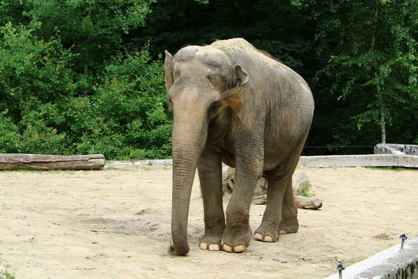 Gran Elefante Vive Zoológico Ciudad Liubliana Capital Eslovenia — Foto de Stock