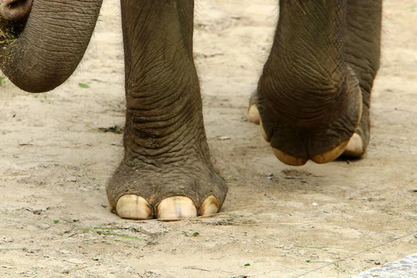 Big Elephant Lives Zoo City Ljubljana Capital Slovenia — Stock Photo, Image