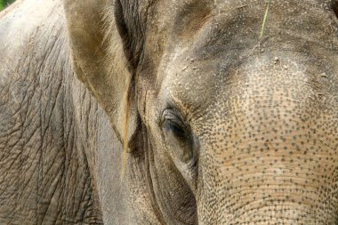Ljubljana, Slovenya başkenti hayvanat bahçesi büyük fil yaşıyor 