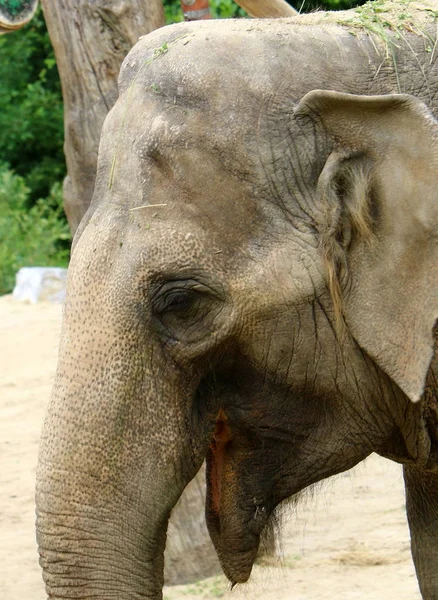 Grand Éléphant Vit Dans Zoo Ville Ljubljana Capitale Slovénie — Photo