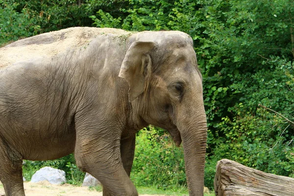 Большой Слон Живет Зоопарке Городе Любляна Столице Словении — стоковое фото