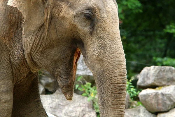 Grand Éléphant Vit Dans Zoo Ville Ljubljana Capitale Slovénie — Photo