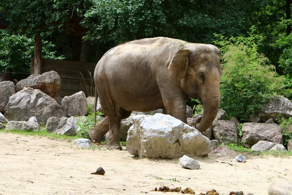 Gran Elefante Vive Zoológico Ciudad Liubliana Capital Eslovenia — Foto de Stock