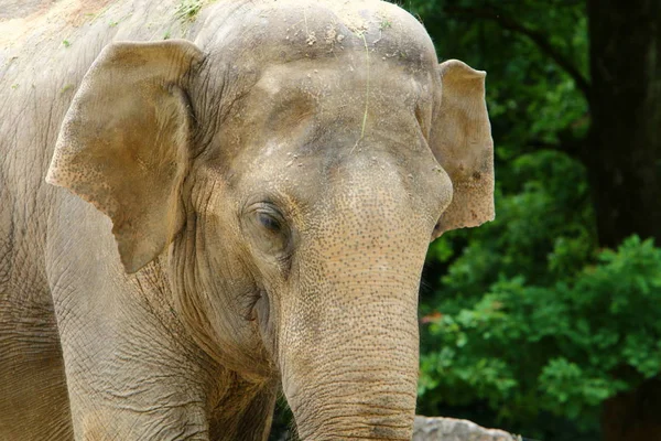 Grand Éléphant Vit Dans Zoo Ville Ljubljana Capitale Slovénie — Photo