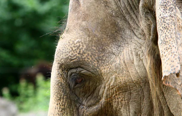 Grand Éléphant Vit Dans Zoo Ville Ljubljana Capitale Slovénie — Photo