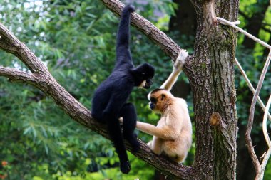 Ljubljana, Slovenya'da hayvanat bahçesindeki maymun yaşıyor 