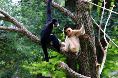Ljubljana, Slovenya'da hayvanat bahçesindeki maymun yaşıyor 
