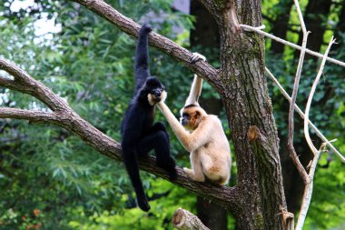 Ljubljana, Slovenya'da hayvanat bahçesindeki maymun yaşıyor 