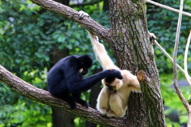 Ljubljana, Slovenya'da hayvanat bahçesindeki maymun yaşıyor 