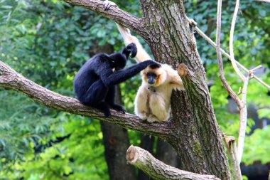 Ljubljana, Slovenya'da hayvanat bahçesindeki maymun yaşıyor 