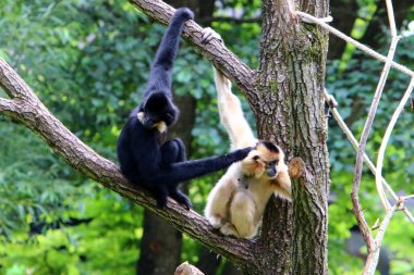 Ljubljana, Slovenya'da hayvanat bahçesindeki maymun yaşıyor 
