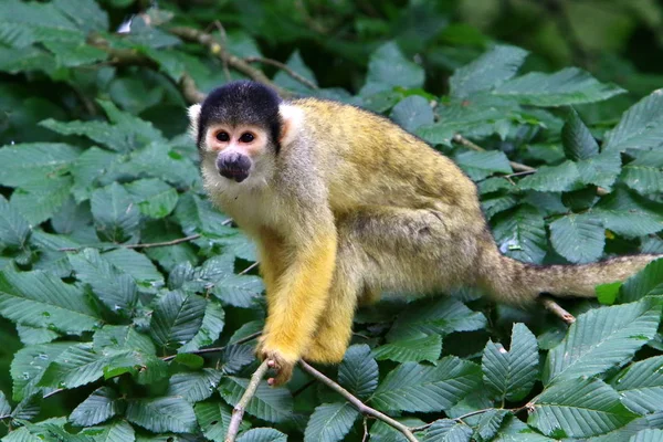 류블랴나 슬로베니아에 동물원에 원숭이 — 스톡 사진