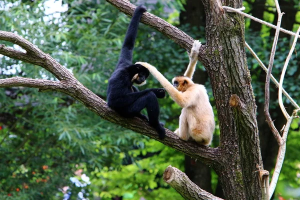 Singe Vit Dans Zoo Ljubljana Slovénie — Photo