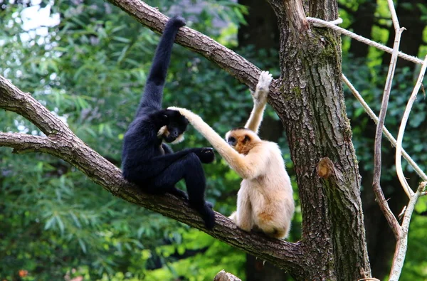 猴子住在斯洛文尼亚卢布尔雅那的动物园里 — 图库照片