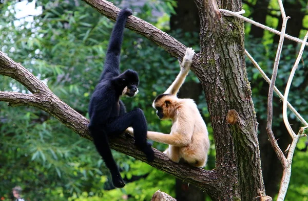 Singe Vit Dans Zoo Ljubljana Slovénie — Photo