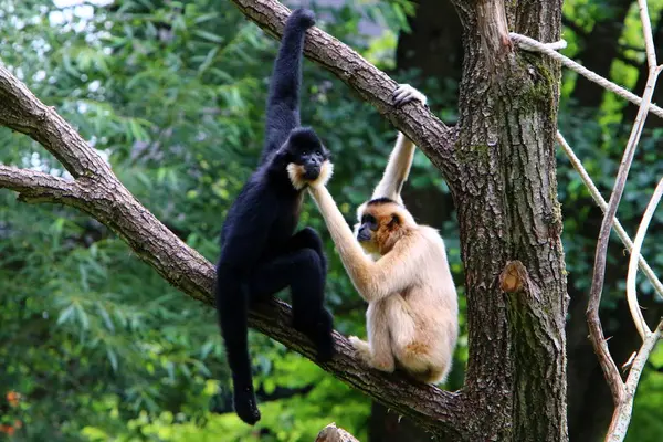 Singe Vit Dans Zoo Ljubljana Slovénie — Photo