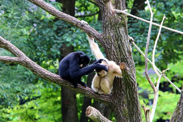 Singe Vit Dans Zoo Ljubljana Slovénie — Photo