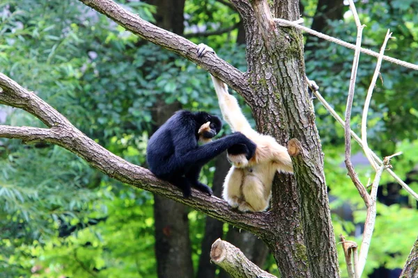 Mono Vive Zoológico Liubliana Eslovenia —  Fotos de Stock