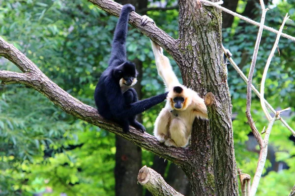 Mono Vive Zoológico Liubliana Eslovenia —  Fotos de Stock