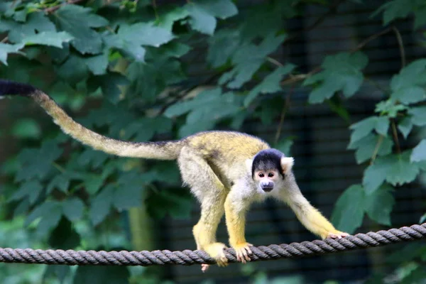 Singe Vit Dans Zoo Ljubljana Slovénie — Photo