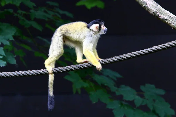 Monkey Lives Zoo Ljubljana Slovenia — Stock Photo, Image