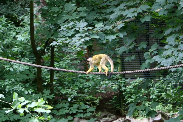 Singe Vit Dans Zoo Ljubljana Slovénie — Photo