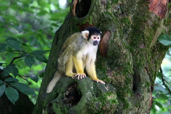 Mono Vive Zoológico Liubliana Eslovenia —  Fotos de Stock