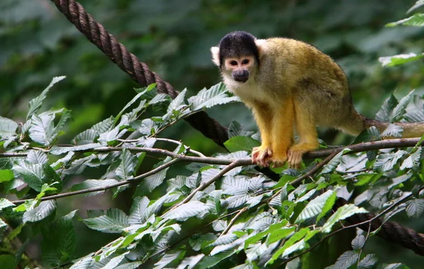 Mono Vive Zoológico Liubliana Eslovenia —  Fotos de Stock