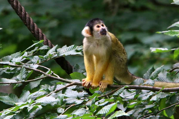 Mono Vive Zoológico Liubliana Eslovenia —  Fotos de Stock