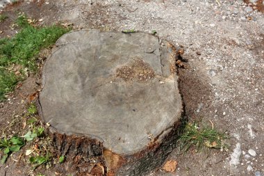 parkta bir eski ve çürük güdük yoktur 